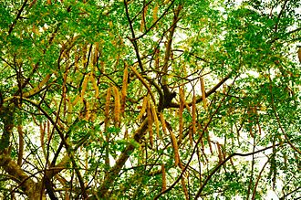 Tree and seed pods of Moringa oleifera