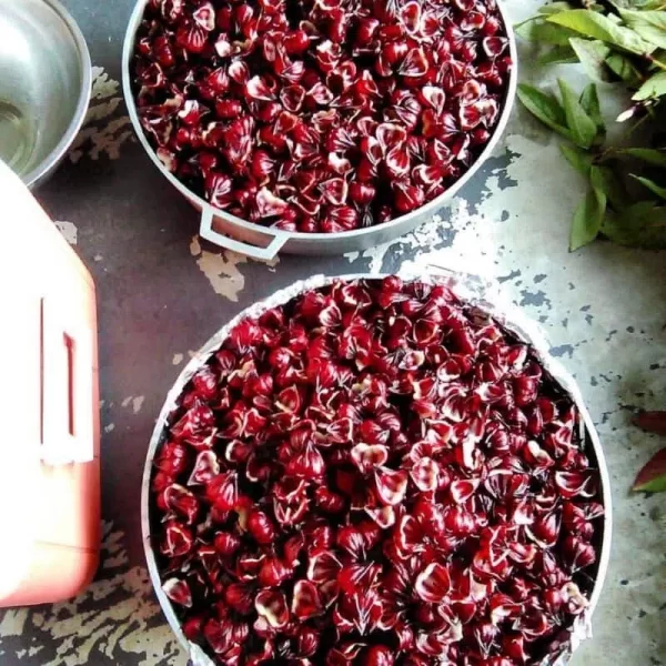 Dry Gambian Sorrel